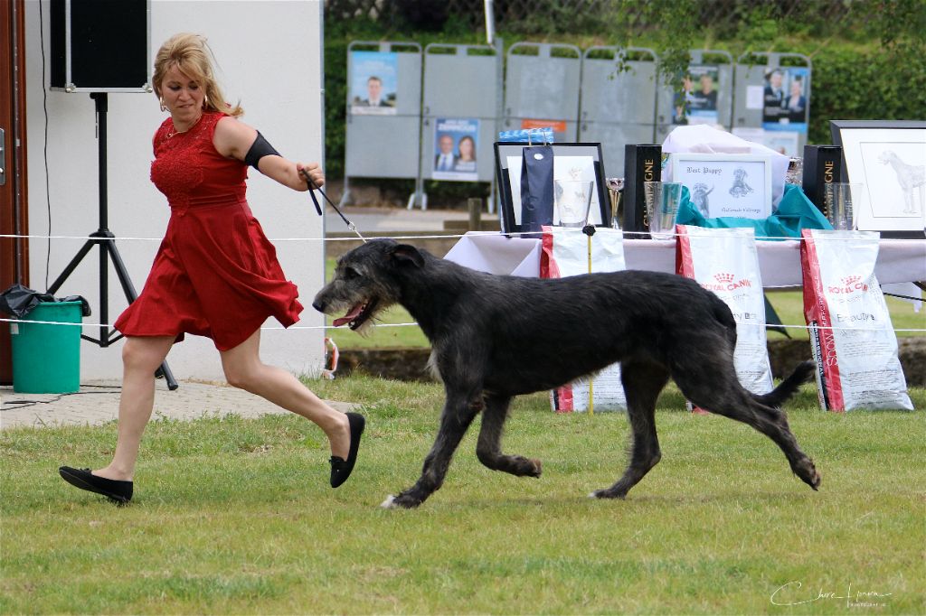 Revelation Du grand chien de culann