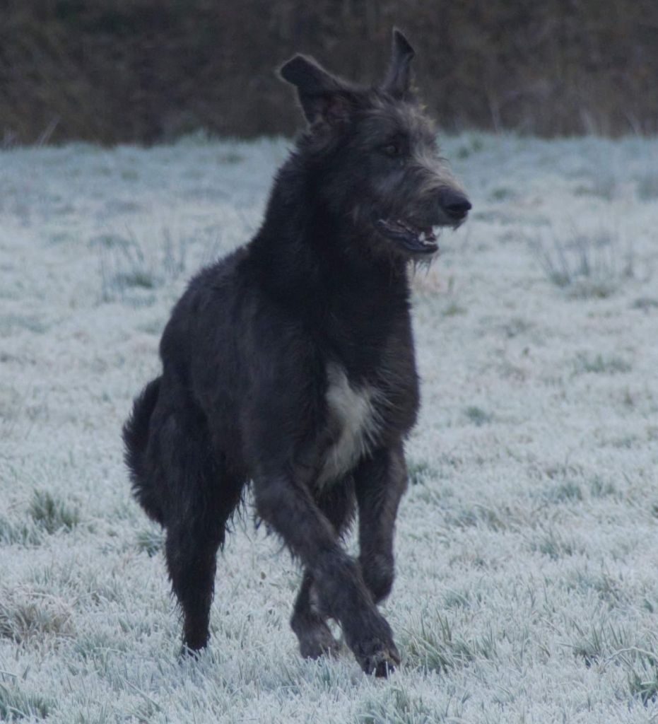 Revelation Du grand chien de culann