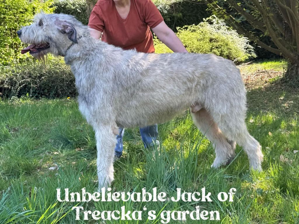 Gestation confirmée 