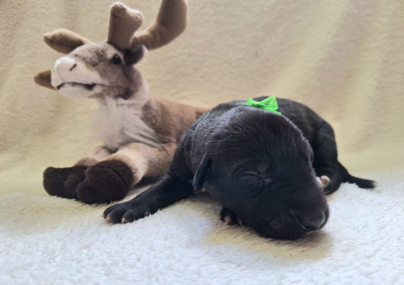 Des Elflines De Gaelic - Chiots disponibles - Levrier Irlandais