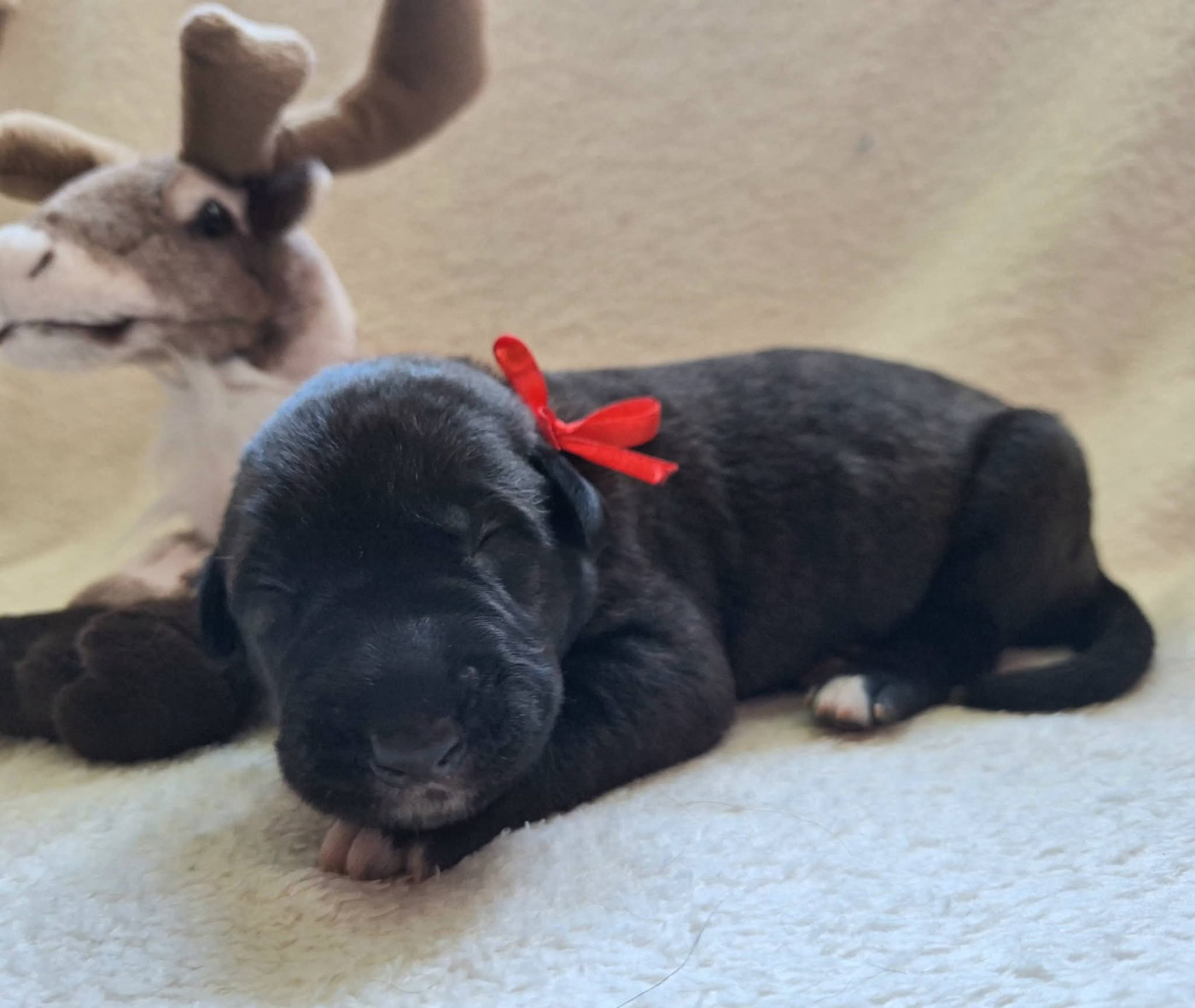 Des Elflines De Gaelic - Chiots disponibles - Levrier Irlandais