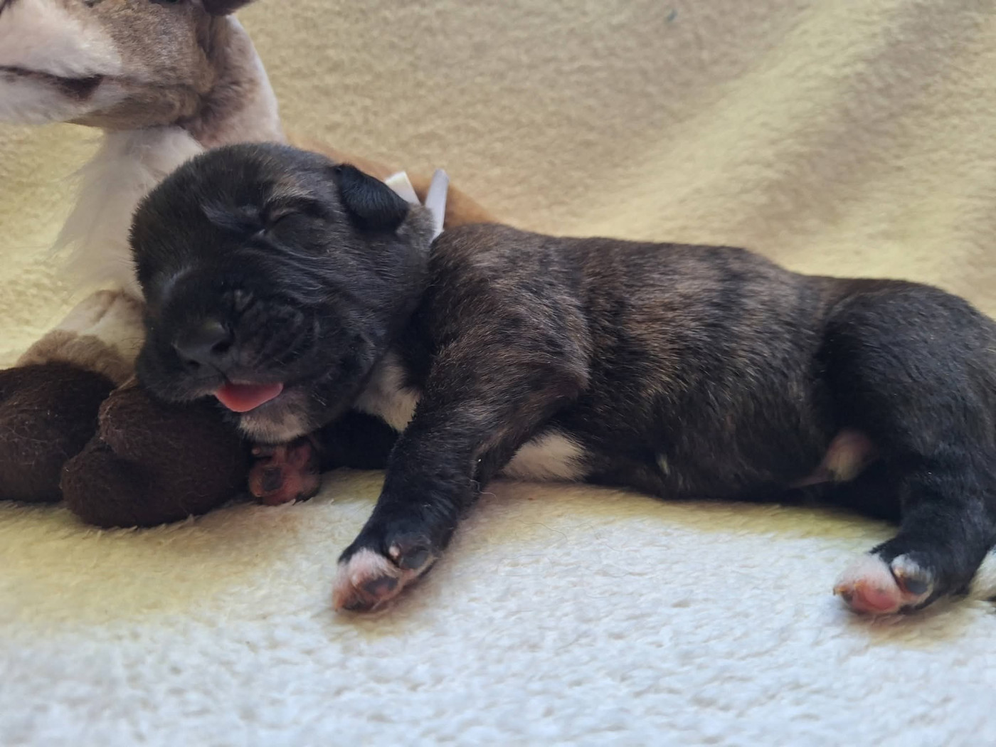 Des Elflines De Gaelic - Chiots disponibles - Levrier Irlandais