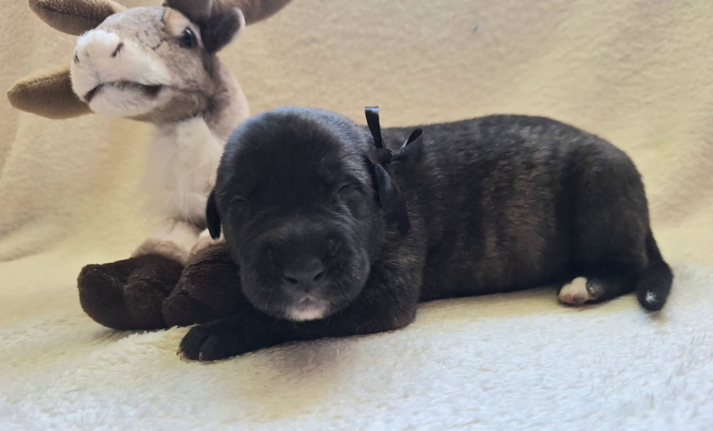 Des Elflines De Gaelic - Chiots disponibles - Levrier Irlandais