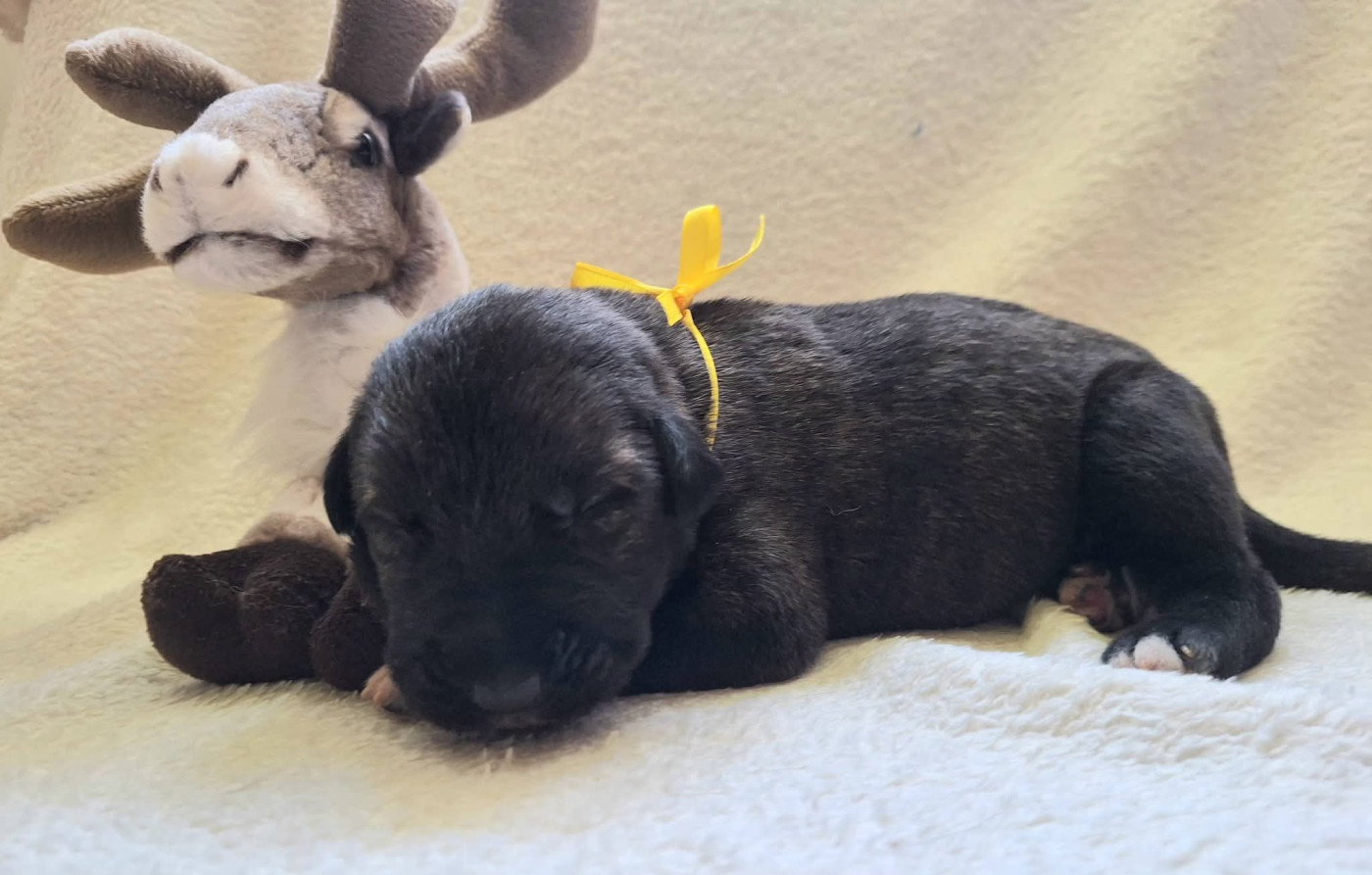Des Elflines De Gaelic - Chiots disponibles - Levrier Irlandais