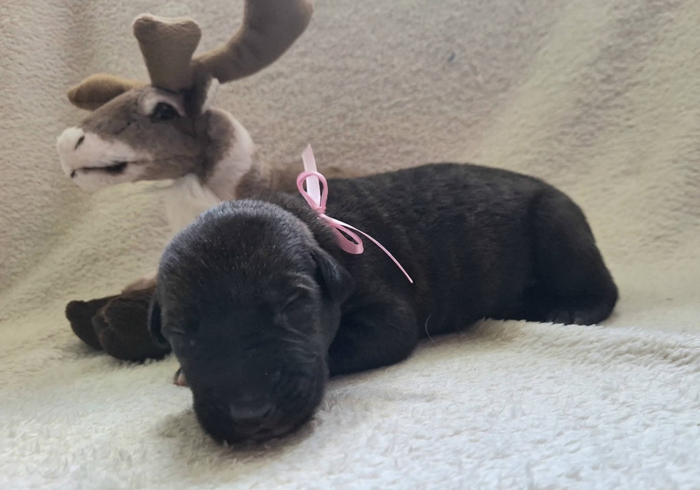 Des Elflines De Gaelic - Chiots disponibles - Levrier Irlandais