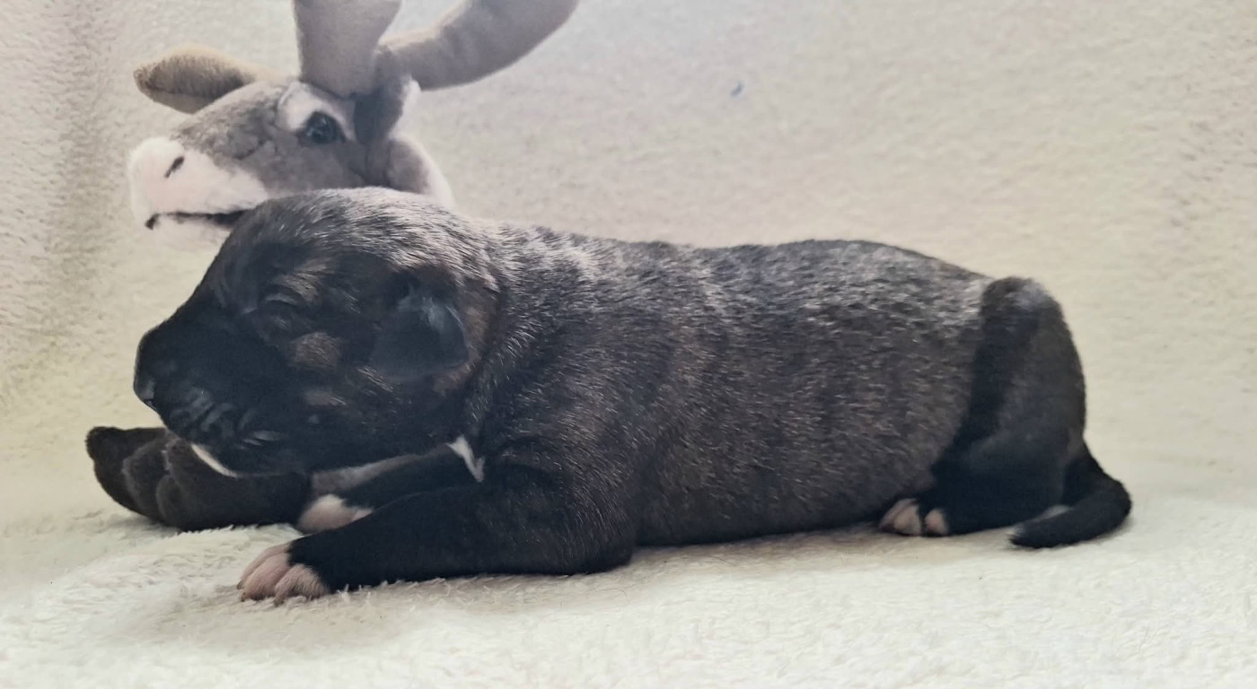 Des Elflines De Gaelic - Chiots disponibles - Levrier Irlandais