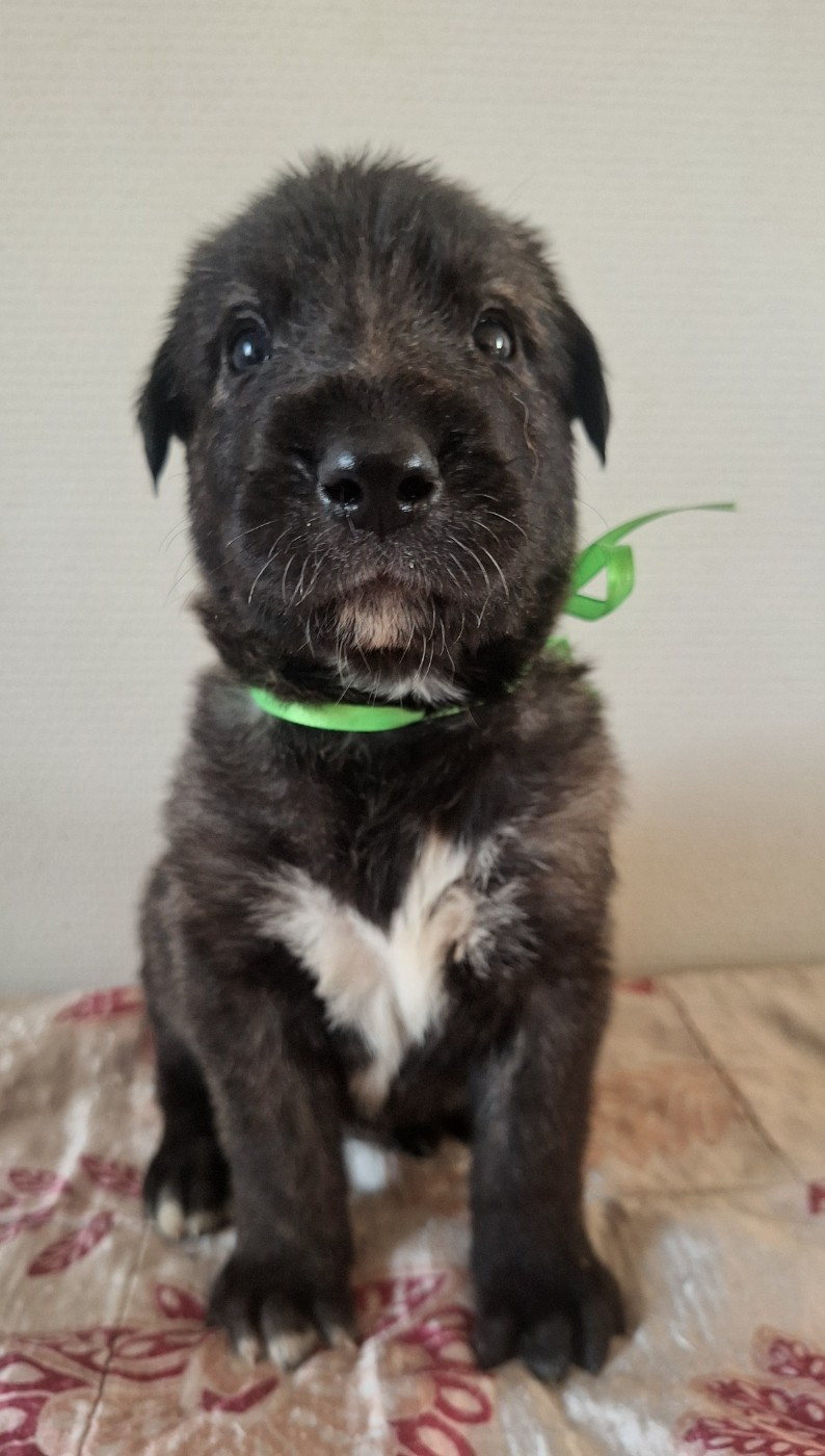 Des Elflines De Gaelic - Chiots disponibles - Levrier Irlandais