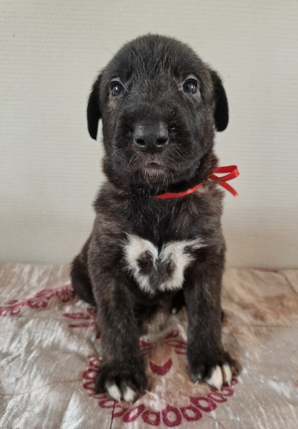 Des Elflines De Gaelic - Chiots disponibles - Levrier Irlandais