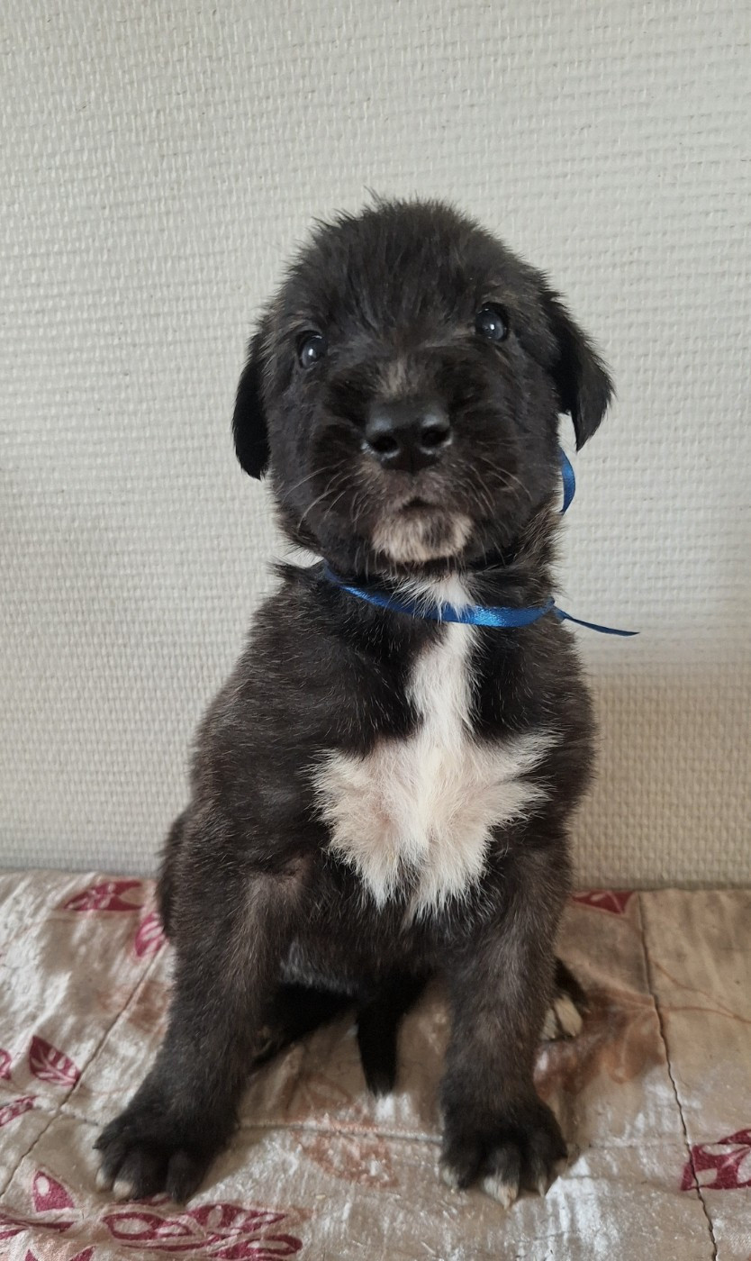 Des Elflines De Gaelic - Chiots disponibles - Levrier Irlandais