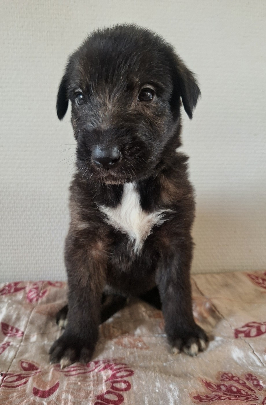 Des Elflines De Gaelic - Chiots disponibles - Levrier Irlandais