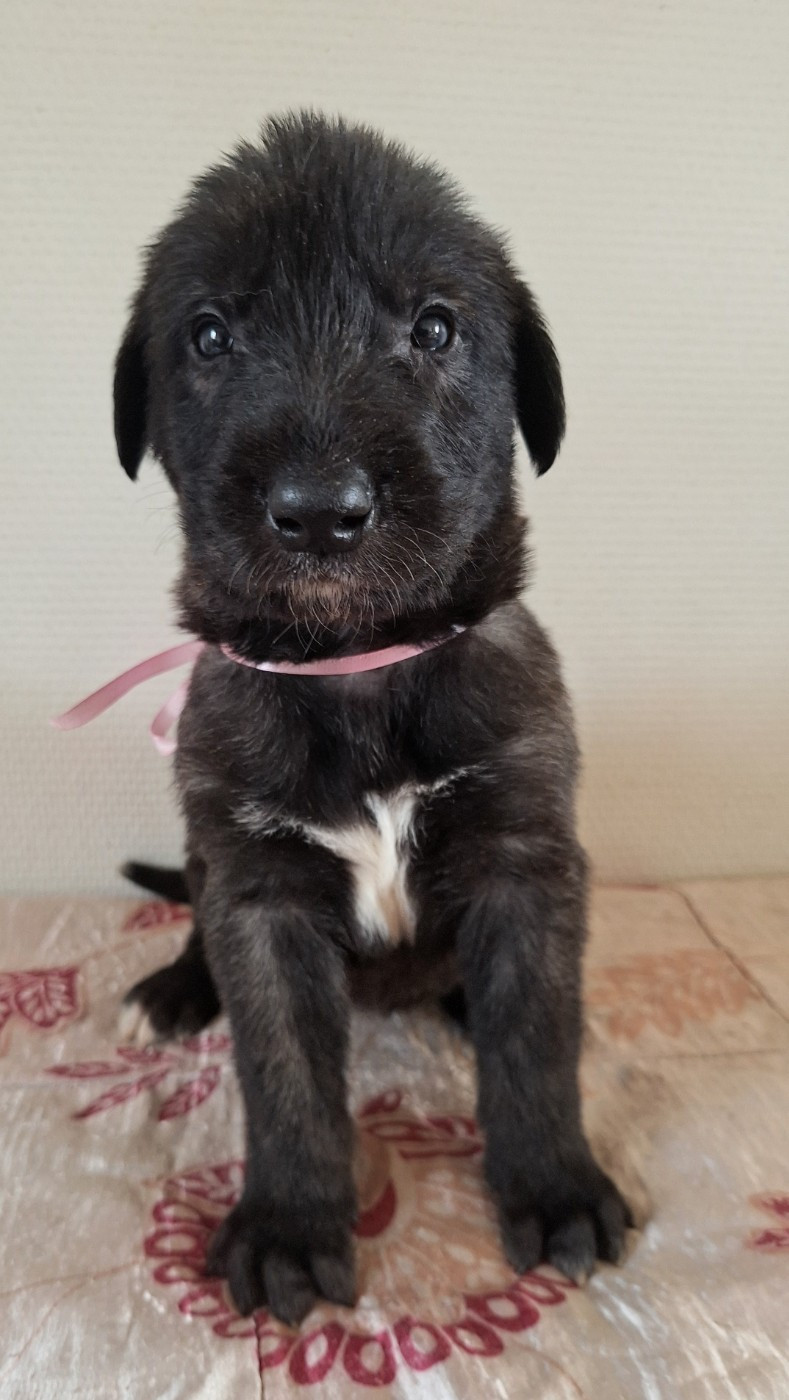 Des Elflines De Gaelic - Chiots disponibles - Levrier Irlandais