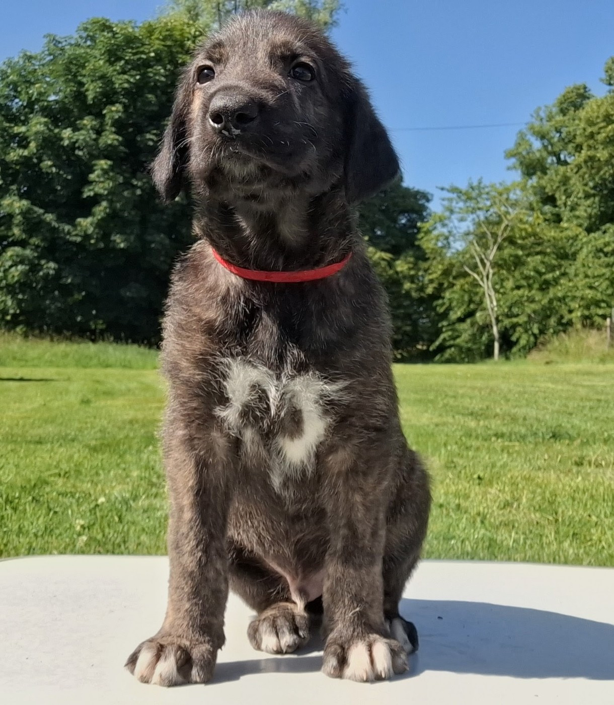 Des Elflines De Gaelic - Chiots disponibles - Levrier Irlandais