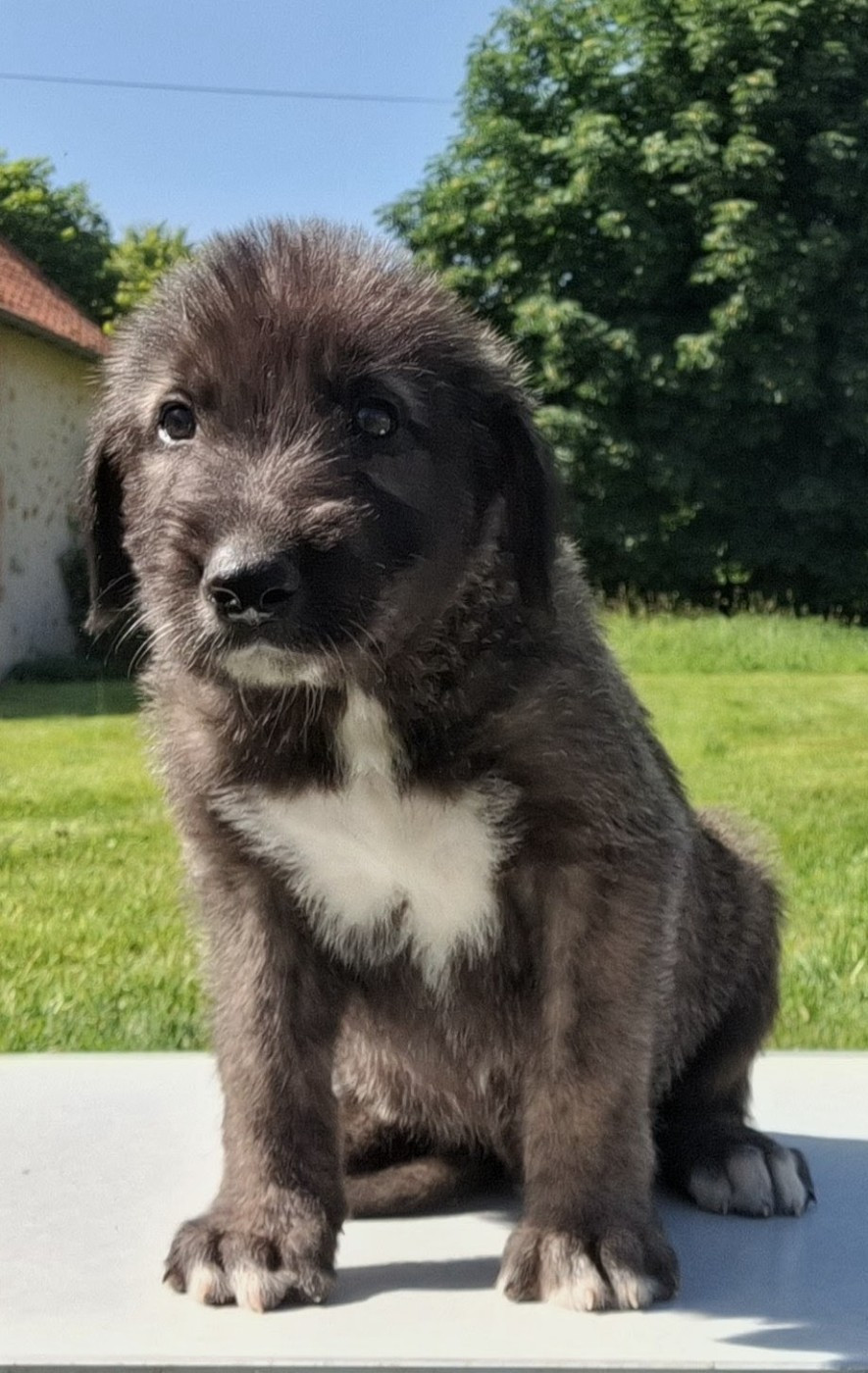 Des Elflines De Gaelic - Chiots disponibles - Levrier Irlandais