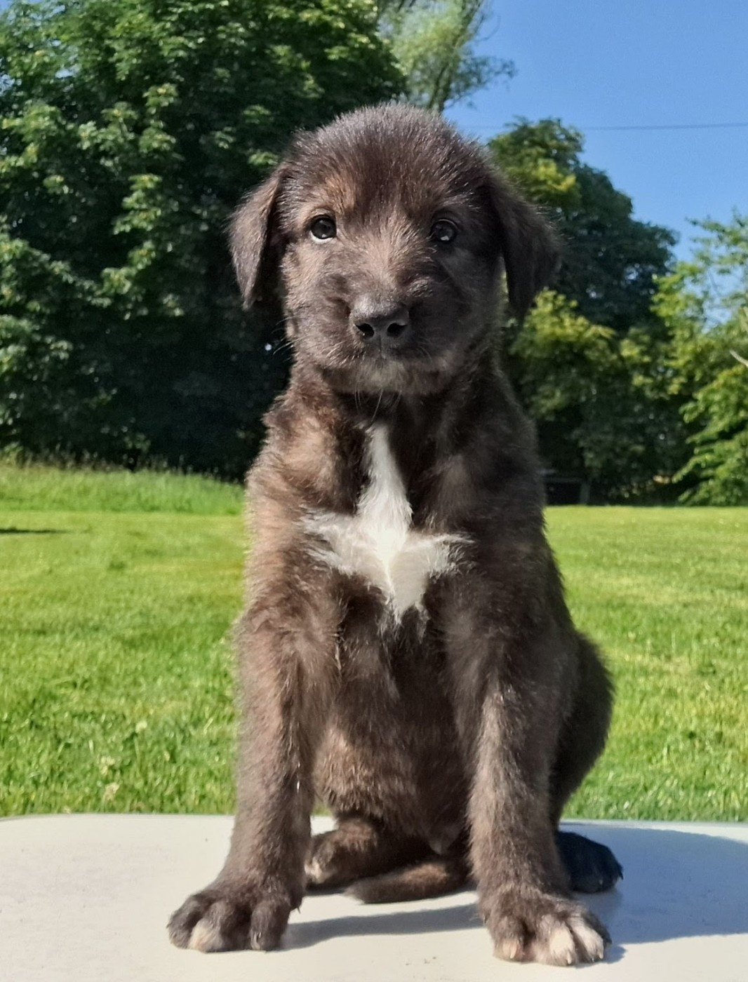 Des Elflines De Gaelic - Chiots disponibles - Levrier Irlandais