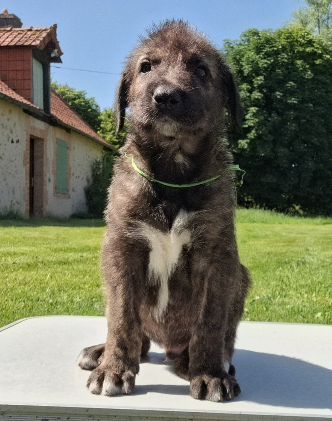 Des Elflines De Gaelic - Chiots disponibles - Levrier Irlandais
