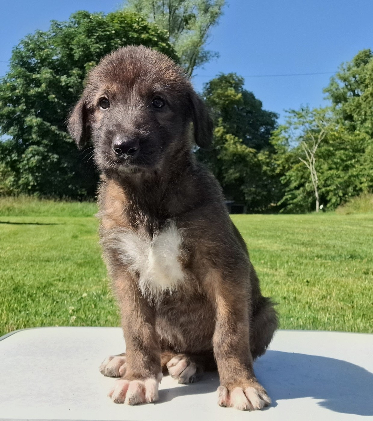Des Elflines De Gaelic - Chiots disponibles - Levrier Irlandais