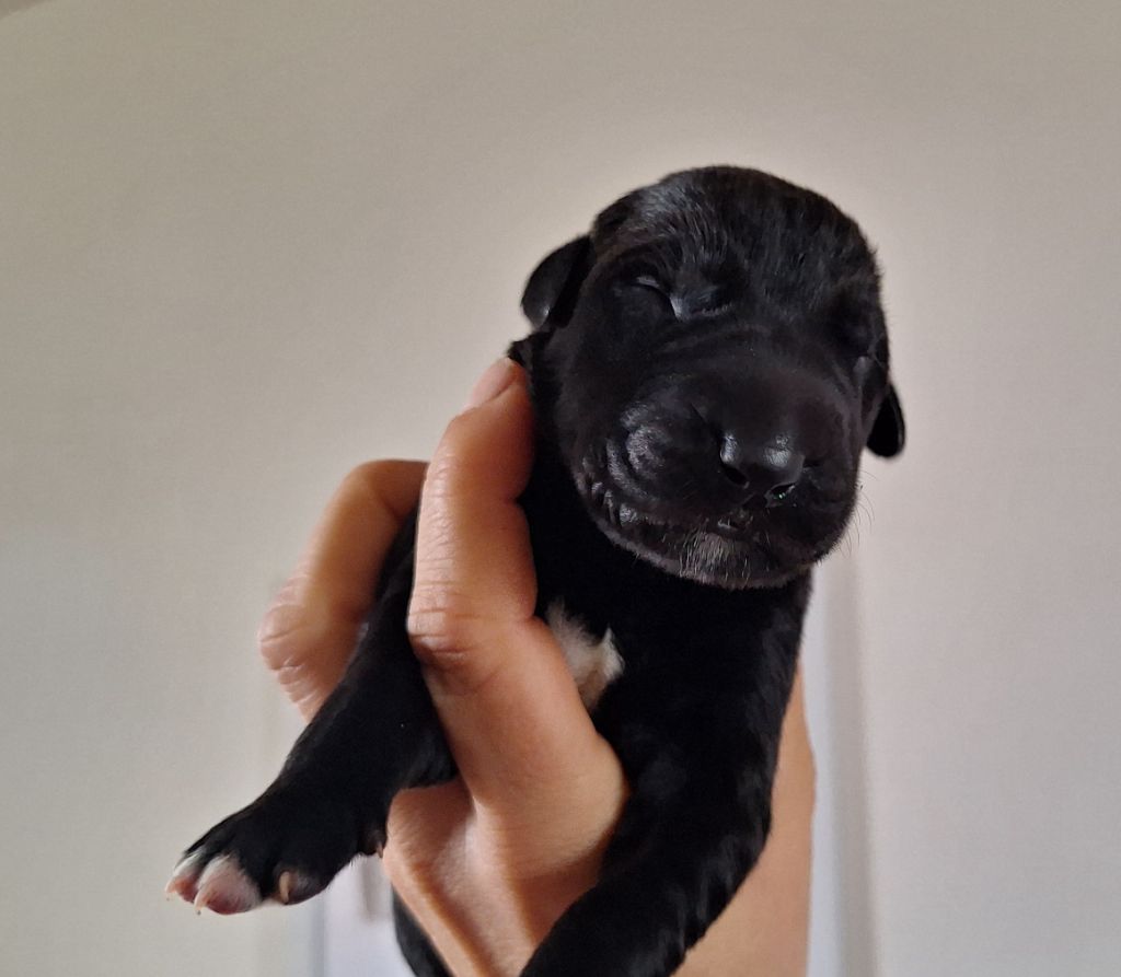 Des Elflines De Gaelic - Chiots disponibles - Levrier Irlandais