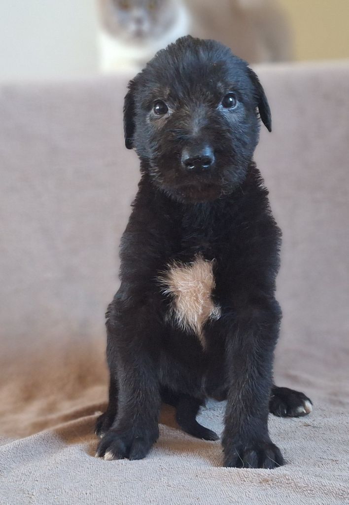 Des Elflines De Gaelic - Chiots disponibles - Levrier Irlandais