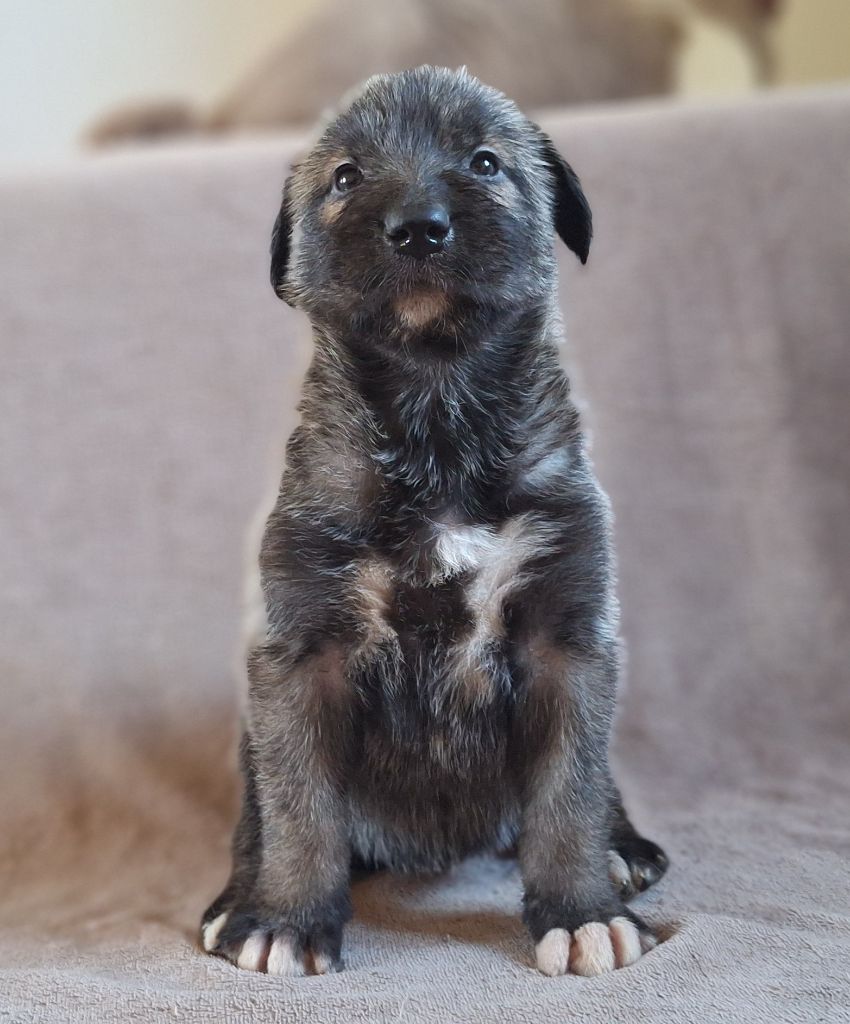 Des Elflines De Gaelic - Chiots disponibles - Levrier Irlandais