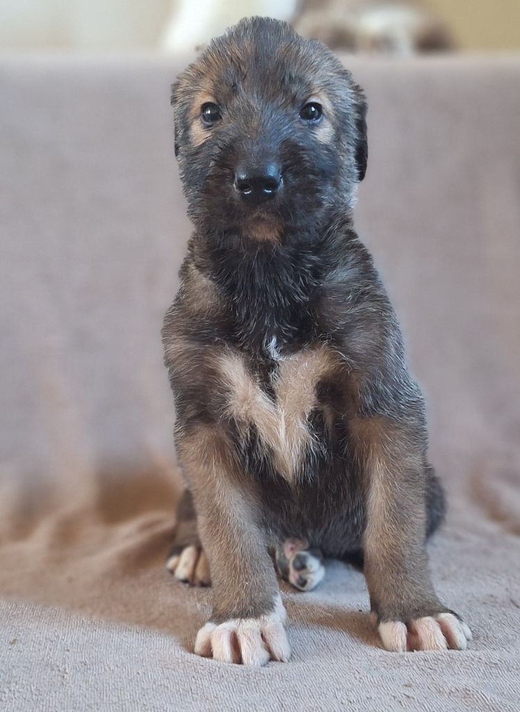 Des Elflines De Gaelic - Levrier Irlandais - Portée née le 30/10/2025