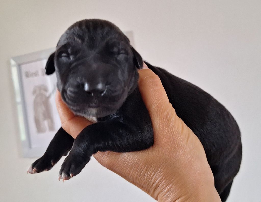 Des Elflines De Gaelic - Chiots disponibles - Levrier Irlandais