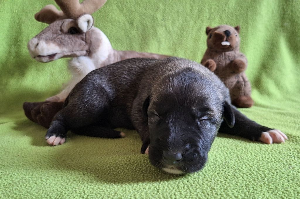 Des Elflines De Gaelic - Chiots disponibles - Levrier Irlandais