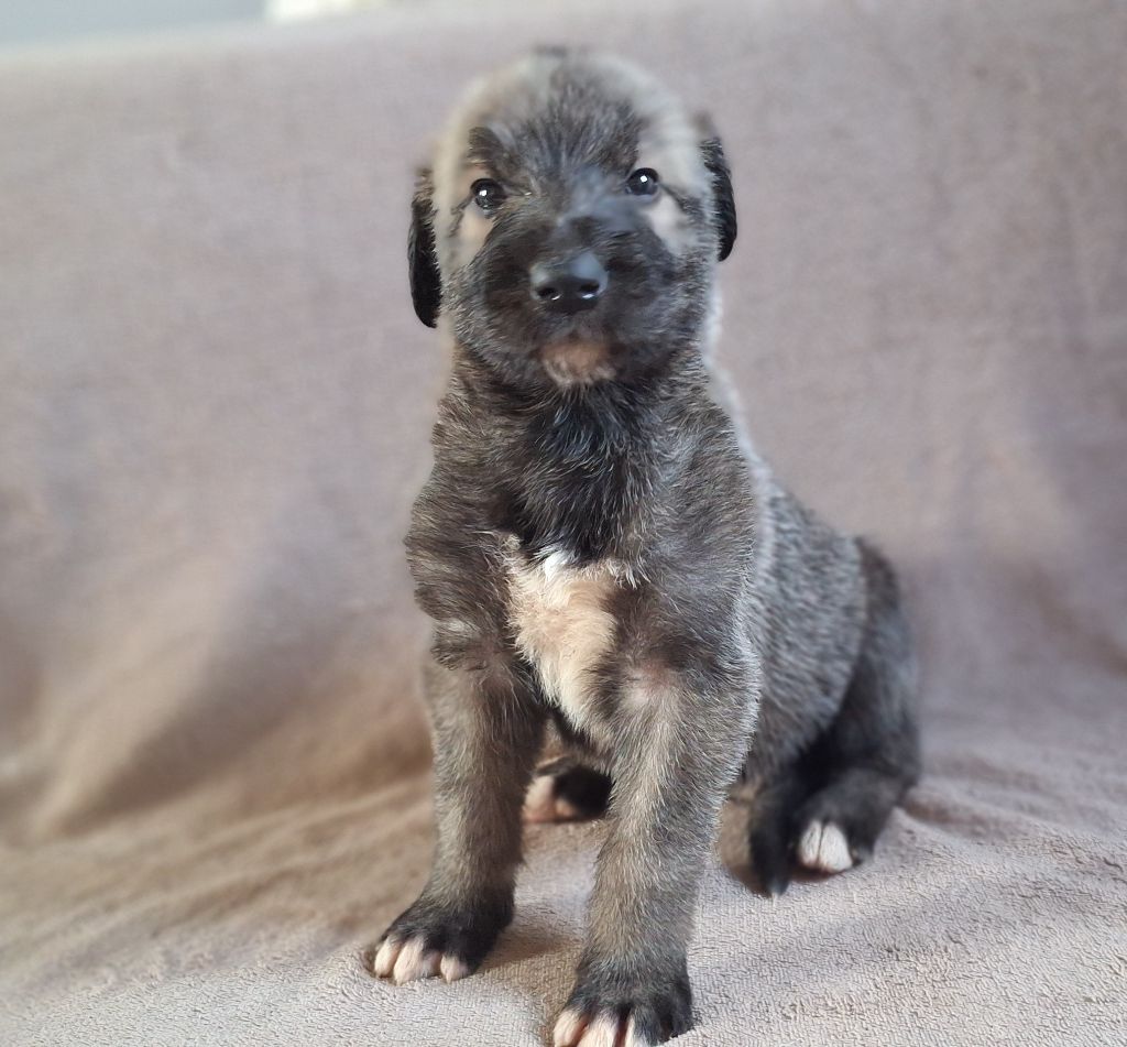 Des Elflines De Gaelic - Chiots disponibles - Levrier Irlandais