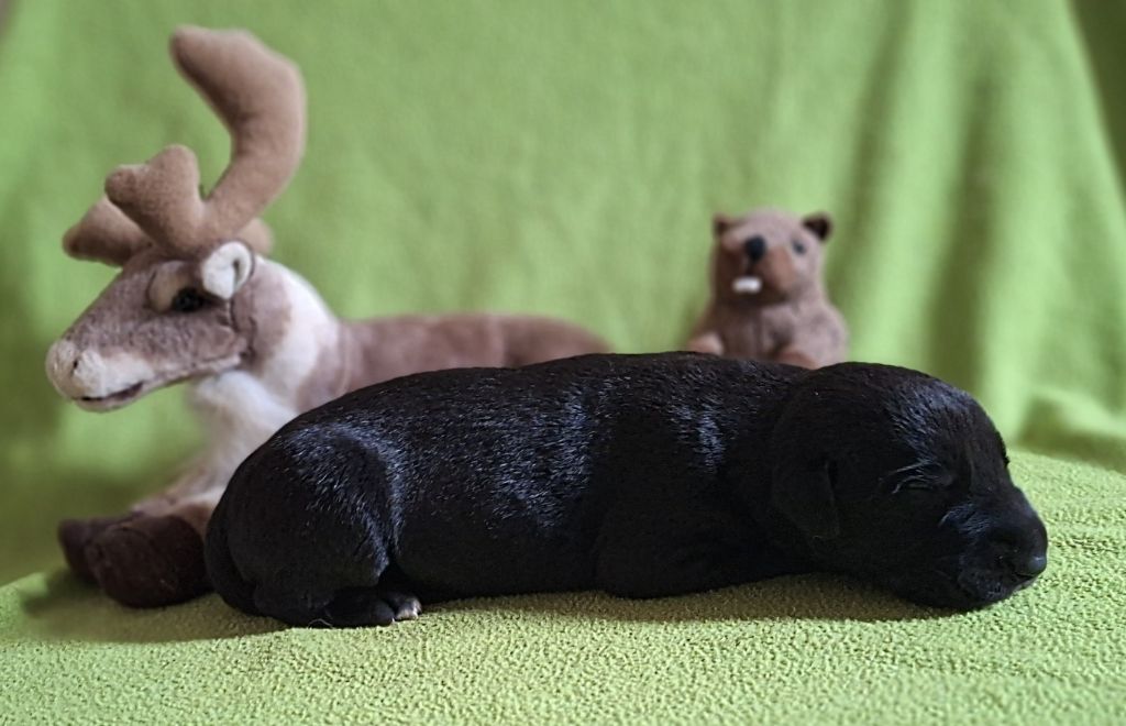 Des Elflines De Gaelic - Chiots disponibles - Levrier Irlandais