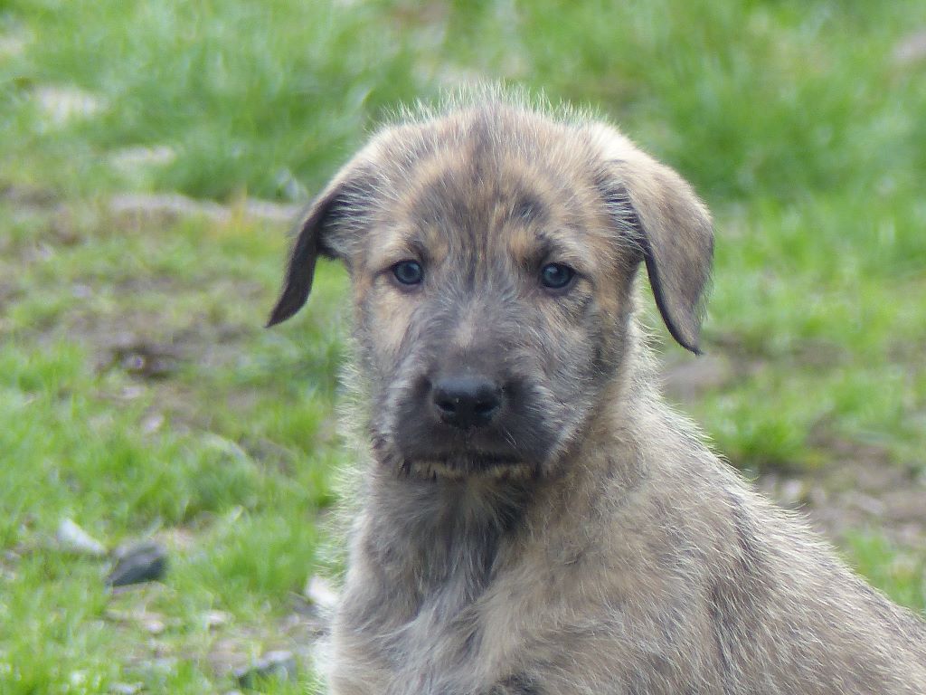 Chiot Levrier Irlandais Des Elflines De Gaelic